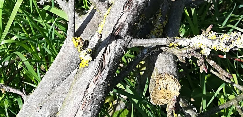 Altes Holz kann störrisch sein - und die Schnittleistung des Häcksler entsprechend abnehmen!